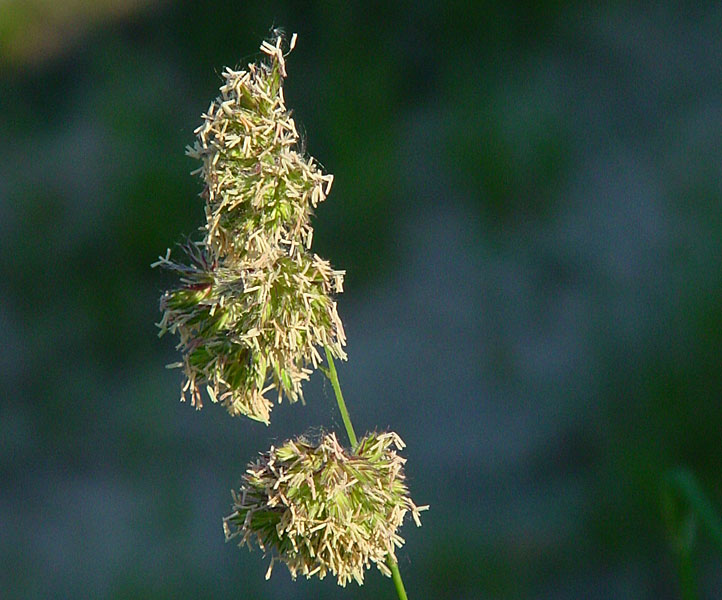 Knäuelgras-Blüte
