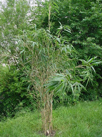 Bambus im Naturschutzgebiet